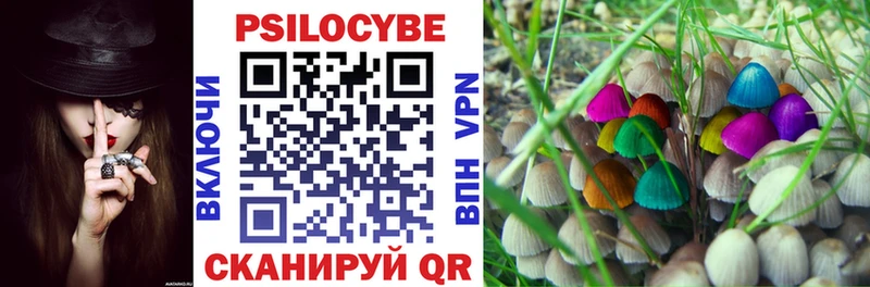 где купить   Берёзовка  Галлюциногенные грибы Psilocybine cubensis 